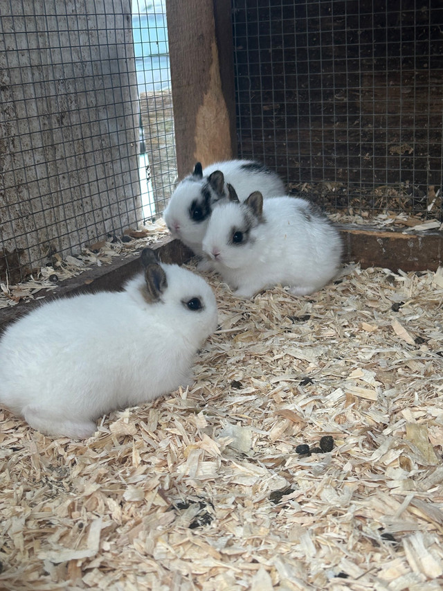 4 Netherland dwarf baby  in Small Animals for Rehoming in Norfolk County - Image 4