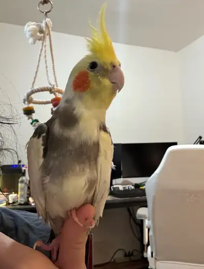 Male cockatiel , View more