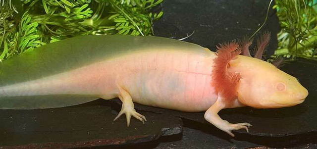 BEAUTIFUL AXOLOTLS ON SPECIAL $75 in Reptiles & Amphibians for Rehoming in North Bay - Image 2