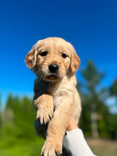 Premium CKC Registered Golden Retriever Puppies, View more