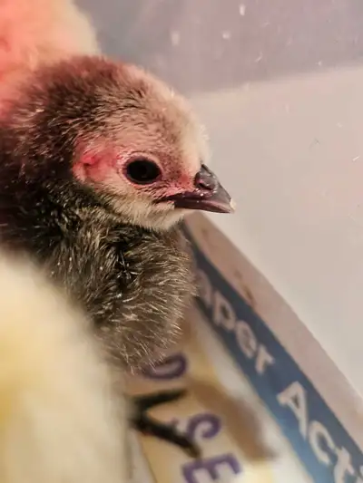 poussins Hmong non-sexés, View more