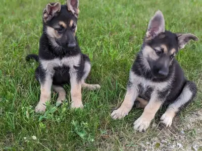 Beautiful Czech , CKC Registered, German Shepherd P, View more