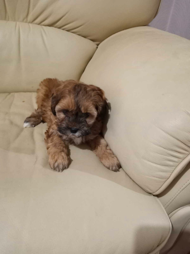 Beautiful ShihtzuXPoodle (Shihpoo) puppies in Dogs & Puppies for Rehoming in Markham / York Region - Image 4