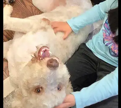 Looking for a Loving Guardian Home for Our Bernedoodle Female! What We Are Looking For: 1. A respons...