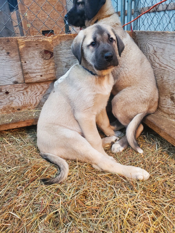 Turkish Kangal Puppies in Dogs & Puppies for Rehoming in Barrie