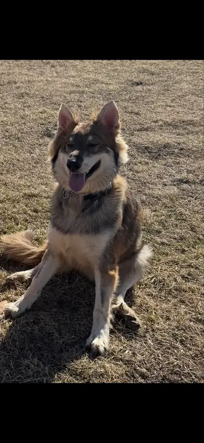 shepherd Shiloh pup- almost 1, View more