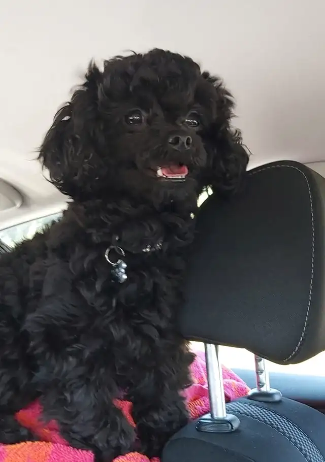 ❤️ BEAUTIFUL TOY SHIH POO PUPPIES ❤️ CKC BLOODLINES in Dogs & Puppies for Rehoming in Ottawa - Image 10