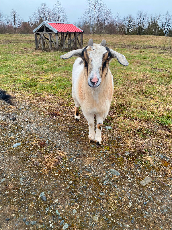 Two female goats for Sale in Livestock in Abbotsford
