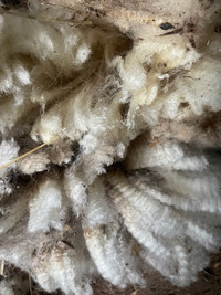 Raw sheep wool