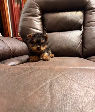 Yorkie puppies , View more