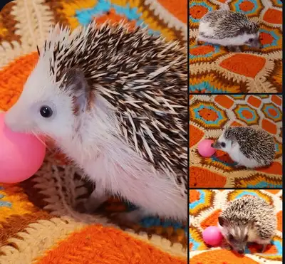 Teen girl hedgehogs u pick!❤️4 varieties. Text to reply!!, View more