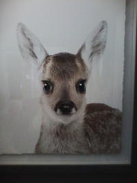 SWEET FAWN PICTURE