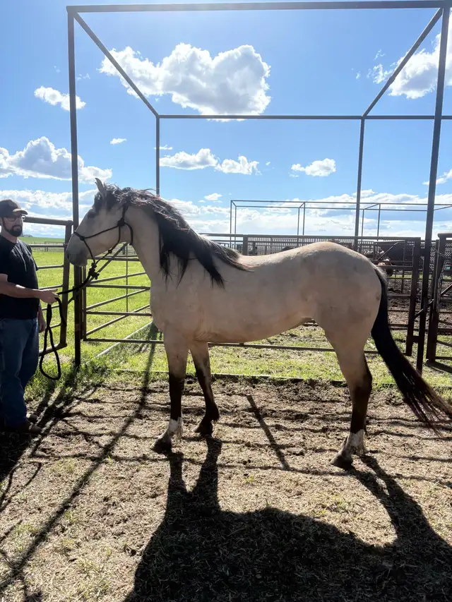 buckskin mare in Horses & Ponies for Rehoming in Edmonton - Image 3
