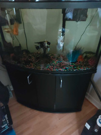 Aquarium 50 gallons avec lumieres accessories et meubles fluval 
