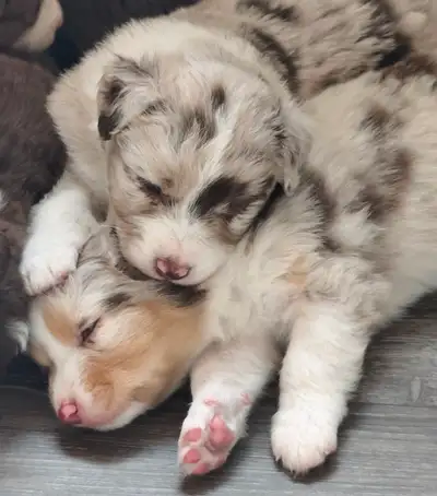 Born March 3. These gorgeous, well-bred aussie puppies have beautiful conformation, fantastic markin...