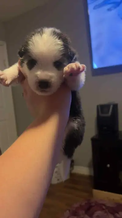 Siberian husky pups, View more