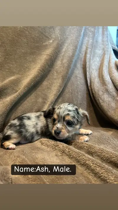 Cavelier x longhair chihuahua, View more