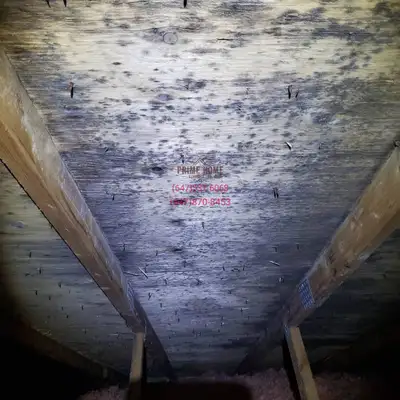 Attic Mold Remediation, View more