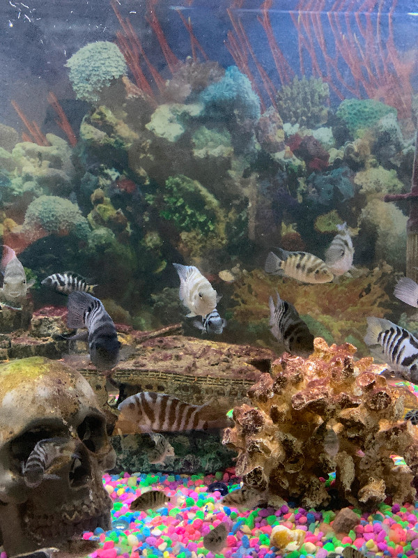Konvict cichlids for sale in Fish for Rehoming in Ottawa - Image 2