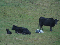 Dexter Cows and heifers with calves for sale