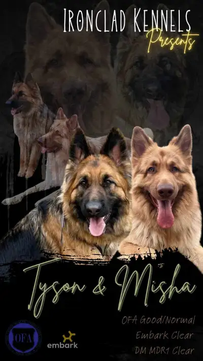 Long hair German shepherds, View more