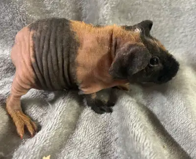 Baby Skinny Pigs (Hairless Guinea pigs), View more