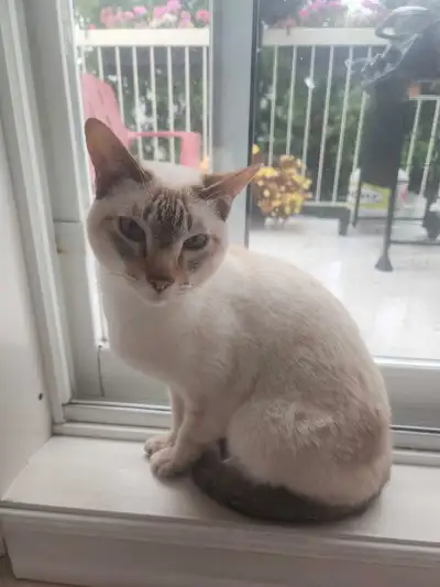 chat siamois 4 ans mâle opérer , View more