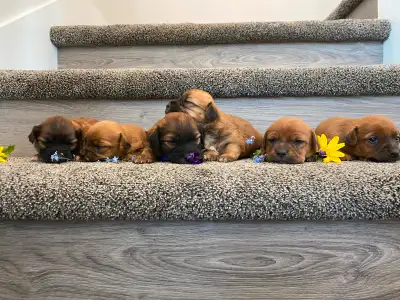 I have a litter of 6 pups. 4 boys and 2 girls. Pups will come with first shots vet checks, vet recor...