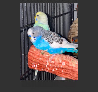 BUDGIES FOR SALE