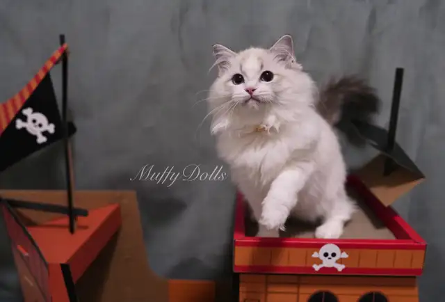 Purebred Ragdoll Kittens Looking For New Home in Cats & Kittens for Rehoming in City of Toronto - Image 6
