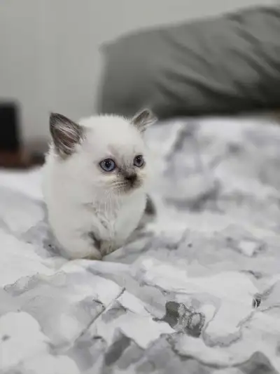 Munchkin Kittens for Christmas, View more