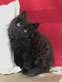Black Maine Coon Kitten