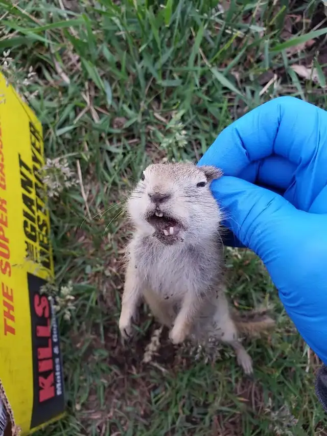 Pest control, Raccoon, Pest contorl, Bed bug, Roaches 2893018631628637238045451228