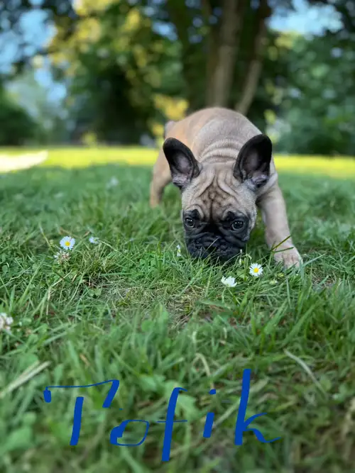 ✨ Beautiful French Bulldog Puppies Ready for Their Forever Homes! ✨ Looking for a little joy in your...