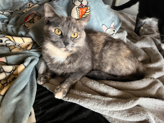 Cats to good home in Cats & Kittens for Rehoming in Medicine Hat - Image 3