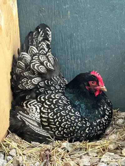 Silver double laced Barnevelder chicks , View more