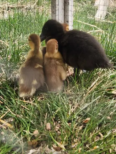 They are very sweet and cuddly. Make a great addition to your flock. $30 each.
