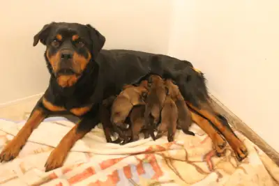 9 Adorable St-Weiler puppies, View more