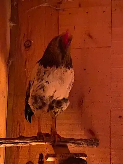 3 roosters. 20 bucks takes all., View more