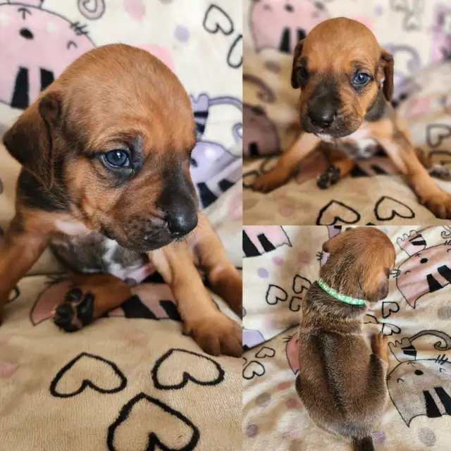 rhodesian ridgeback puppies in Dogs & Puppies for Rehoming in Edmonton - Image 6