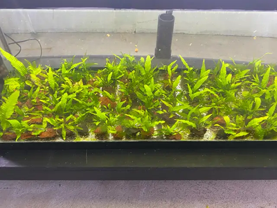 Aquarium Plants, View more