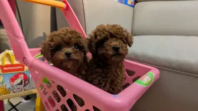 Adorable tiny teddy face red poodle puppies, View more