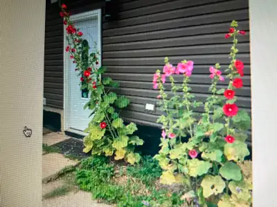 *For Rent Master big room & private bathroom ~Main floor big Bedroom with private *bathroom shared k...