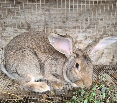 Pure Flemish Giant Rabbits for Sale, View more