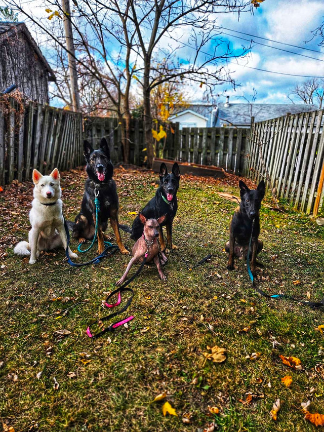 Boarding  in Animal & Pet Services in St. Catharines - Image 3