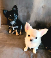 Tiny Longhaired Chihuahua Pups