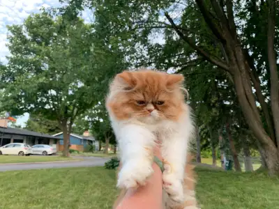 Adorable, orange Persian kittens, View more