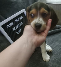 Pure Bread Beagels ready to go! $250-$500