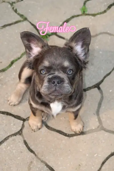 Adorable French Bulldog Puppy for Sale – Ready for a Loving Home! We’re looking for a wonderful home...