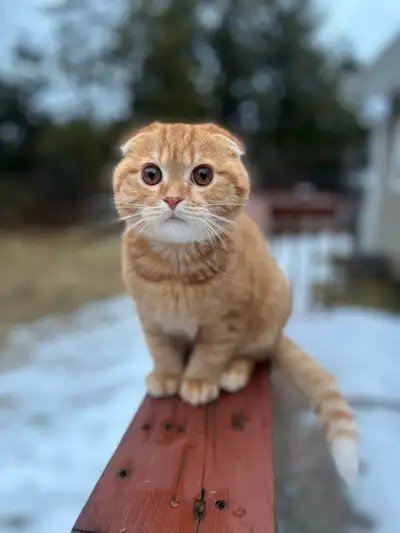 urgently looking for a kitten, View more